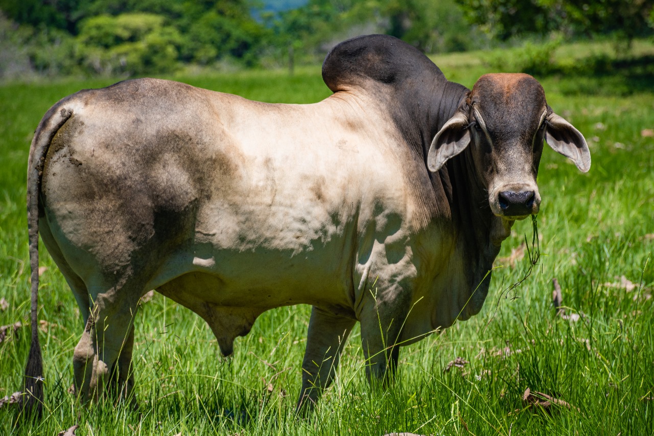Exdegan — Campo ganadero